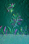 Metal sulphates, polarised light micrograph
