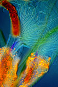 Bryozoan, polarised light micrograph