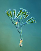 Gomphonema diatoms, polarised light micrograph