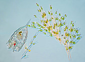 Colonial algae and rotifer, polarised light micrograph