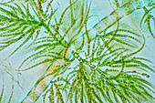 Draparnaldia green algae, polarised light micrograph