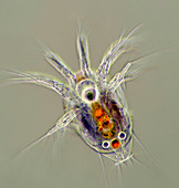 Copepod larva, polarised light micrograph
