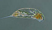 Trichocerca rotifer, light micrograph