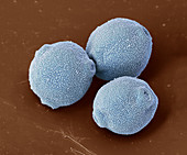 Silver birch pollen, SEM