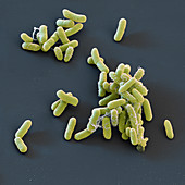 Enterobacter cloacae bacteria, SEM