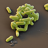 Enterobacter cloacae bacteria, SEM