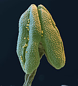 Small-leaved lime pollen on anther, SEM