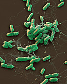 Proteus mirabilis bacteria, SEM