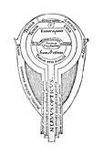 Anatomy of the eye, Alhazen's Book of Optics