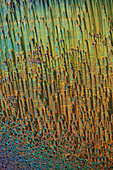 Cholesteryl acetate, polarised light micrograph