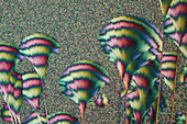 Copper chloride and glucose, polarised light micrograph