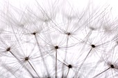 Dandelion (Taraxacum officinale) seedhead