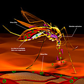 Mosquito transmitting Zika virus, illustration