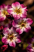 Saxifrage (Saxifraga arendsii 'Highlander Pink') flowers