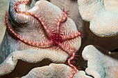 Dark red spined brittle star