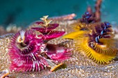 Christmas tree worms