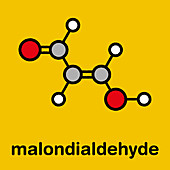 Malondialdehyde molecule, illustration