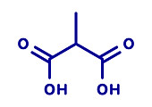 Methylmalonic acid molecule, illustration