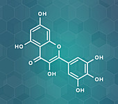 Myricetin flavonoid molecule, illustration