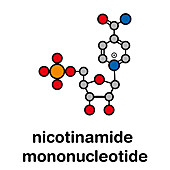 Nicotinamide mononucleotide molecule, illustration