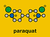 Paraquat herbicide molecule, illustration