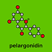 Pelargonidin pigment molecule, illustration