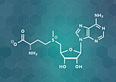 S-adenosyl methionine molecule, illustration