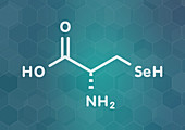 Selenocysteine amino acid molecule, illustration