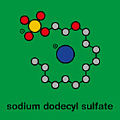 Sodium dodecyl sulfate molecule, illustration