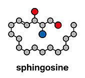 Sphingosine lipid molecule, illustration