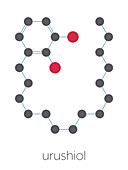 Urushiol poison ivy allergen molecule, illustration