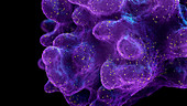 Cell infected with virus particles, illustration