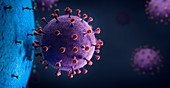 Virus particle interacting with cell, illustration