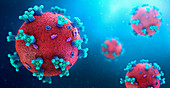 Structure of a coronavirus, illustration