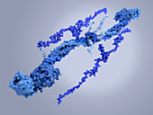 Fibrinogen molecule