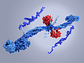 Thrombin complexed with fibrinogen, molecule model