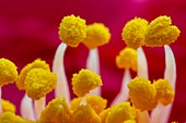 Camelia stamens