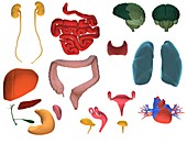 Female organs, 3D illustration