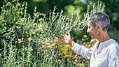 Woman with rosemary plant