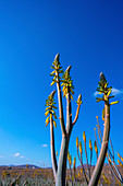 Aloe vera field
