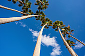 Row of palm trees against a blue sky