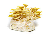 Home-grown golden oyster mushrooms