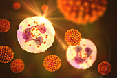 SARS-CoV-2 viruses and activated neutrophils, illustration