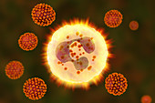 SARS-CoV-2 viruses and activated neutrophils, illustration