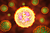 SARS-CoV-2 viruses and activated neutrophils, illustration