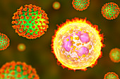 SARS-CoV-2 viruses and activated neutrophils, illustration
