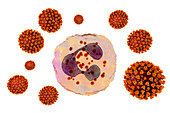 SARS-CoV-2 viruses and activated neutrophils, illustration