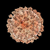 Coronavirus particle, illustration