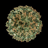 Coronavirus particle, illustration