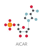 AICA ribonucleotide performance enhancing drug, illustration